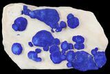 Blue Azurite Sun Cluster on Siltstone - Australia #142795-2